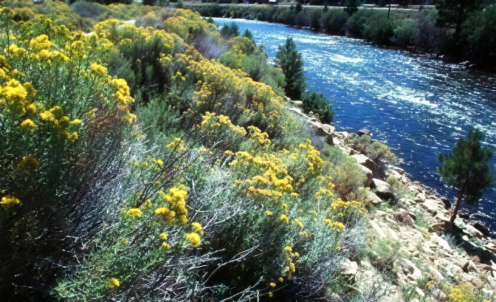 Arkansas River - Gold Camp